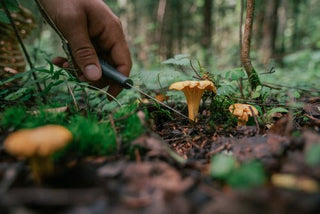 Edible Mushrooms of the UK: A Mycological Exploration - Arbor Vitamins