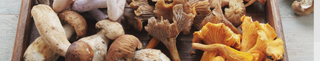 Morning Supplements: Boost Health and Energy with Functional Mushroom Powders