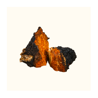 Discover the Health Benefits of Chaga Mushrooms Through Antioxidant Research