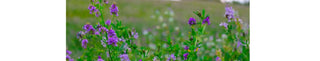 Benefits of Alfalfa in Menopause and Perimenopause Support | PERI & MENO - Arbor Vitamins