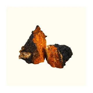 Benefits of Functional Mushrooms in the morning - Arbor Vitamins