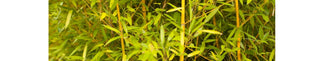 Benefits of Natural Silica in Menopause - Arbor Vitamins