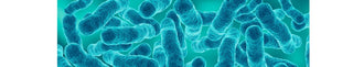 Benefits of Probiotics in Menopause | PERI & MENO - Arbor Vitamins