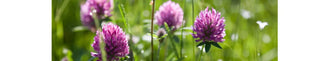 Benefits of Red Clover in Menopause - Arbor Vitamins
