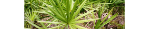 Benefits of Saw Palmetto in Menopause - Arbor Vitamins