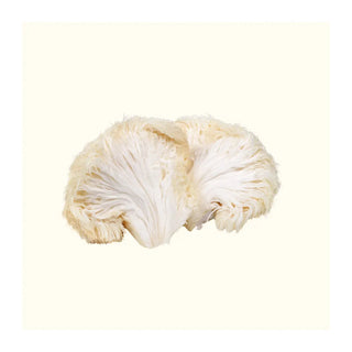 Best Functional Mushroom Morning Routine for Energy and Wellness - Arbor Vitamins
