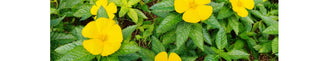 Damiana Leaf Benefits for Menopause | MENO - Arbor Vitamins