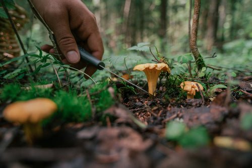 Edible Mushrooms of the UK: A Mycological Exploration