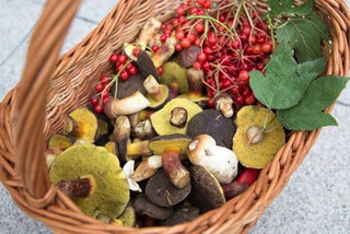 Edible Wild Plants of the UK- Top Ten - Arbor Vitamins