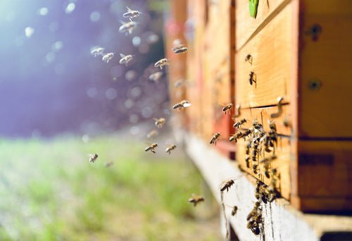 Glyphosate in Honey: Understanding the Risks