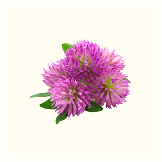 Improve Energy During the Menopause - Arbor Vitamins