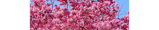 Lapacho Benefits for Perimenopause and Menopause | PERI & MENO - Arbor Vitamins