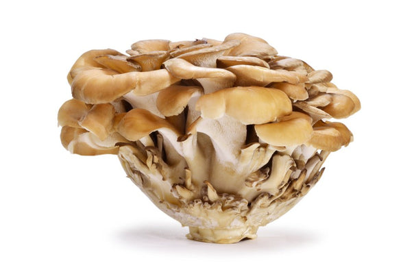 Myco Mushroom Benefits