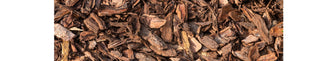 Pine Bark Extract Benefits for Perimenopause and Menopause | PERI & MENO - Arbor Vitamins