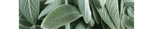 Sage Leaf Benefits for Menopause and Perimenopause | PERI & MENO - Arbor Vitamins