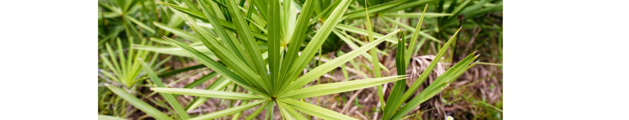 Saw Palmetto Benefits for Menopause | MENO