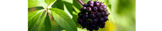 Siberian Ginseng Benefits for Menopause and Perimenopause | PERI & MENO - Arbor Vitamins
