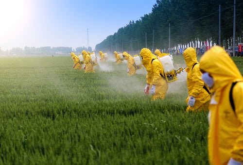 The Dirty Dozen: Navigating Pesticide Risks in Your Produce