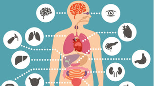 Understanding the Storage of Vitamins and Minerals - Arbor Vitamins