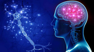 Vitamins and Minerals to Boost Energy Level and Brain Function - Arbor Vitamins