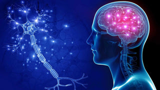 Vitamins and Minerals to Boost Energy Level and Brain Function - Arbor Vitamins