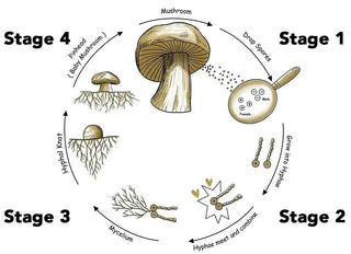 What are the 5 stages of mushroom growth? - Arbor Vitamins