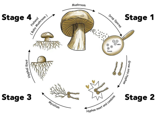 What are the 5 stages of mushroom growth?