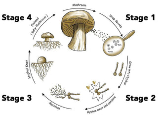 What are the 5 stages of mushroom growth? - Arbor Vitamins