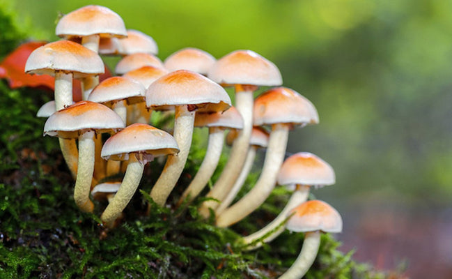 What Are The Benefits of Taking Mushroom Supplements?