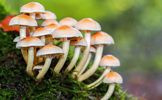 What Are The Benefits of Taking Mushroom Supplements? - Arbor Vitamins