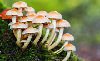 What Are The Benefits of Taking Mushroom Supplements? - Arbor Vitamins