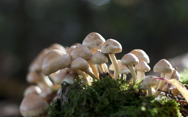 What are Functional Mushrooms?