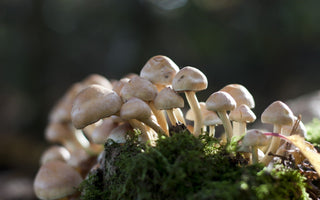 What are Functional Mushrooms? - Arbor Vitamins
