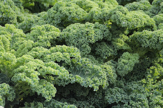 Picture of kale to represent Iodine