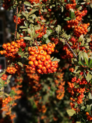 Picture of berries high in Thiamine